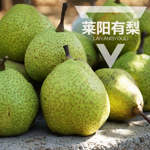秋燥潤(rùn)肺佳品 | 正宗萊陽(yáng)梨 一口咬下百年貢梨的甘冽與傳承